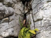 Brauner Streifenfarn